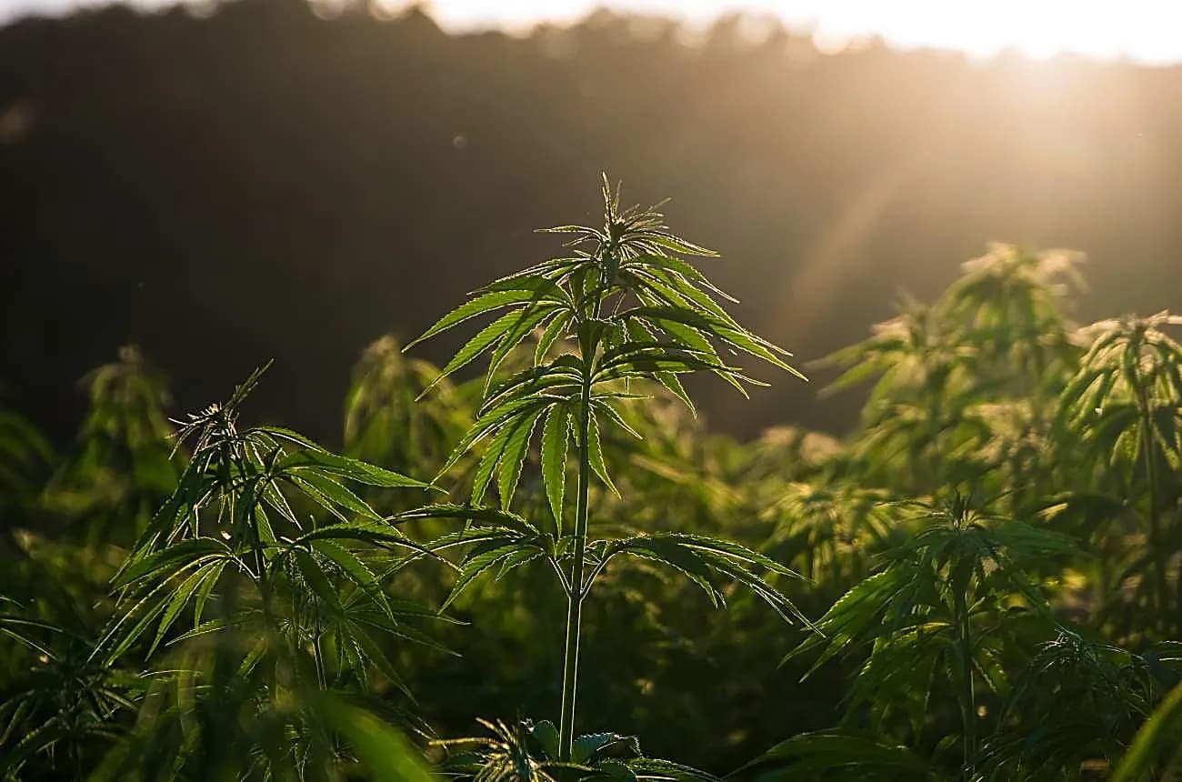 Cannabis field at golden sunset
